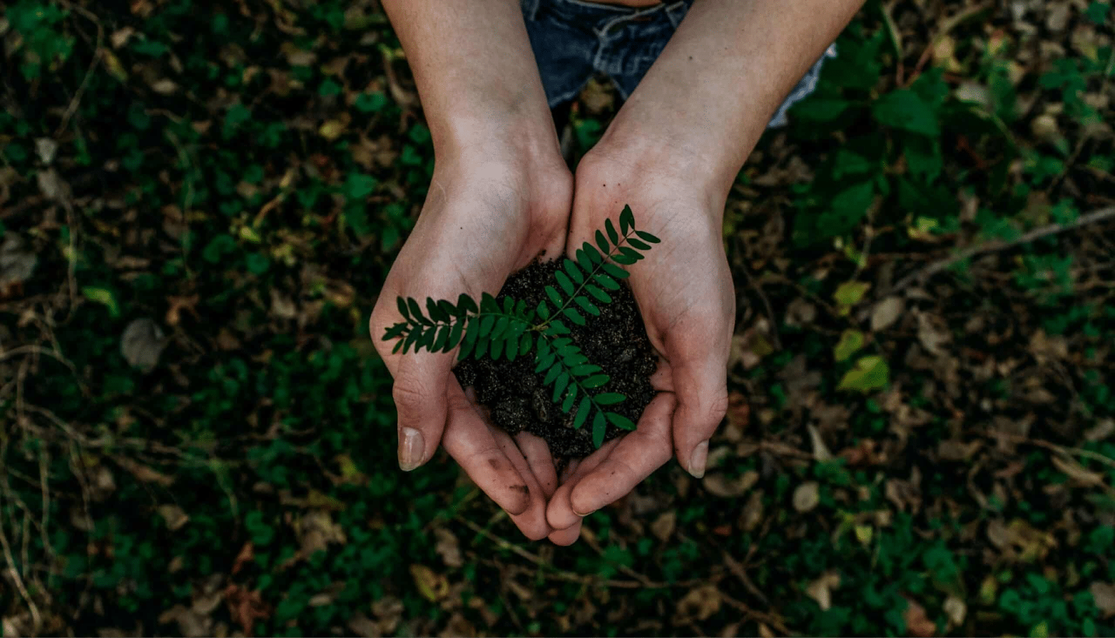 an image of a two hands holding a plant to introduce sustainable construction techniques